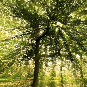 Outer Richmond in a taxi cab