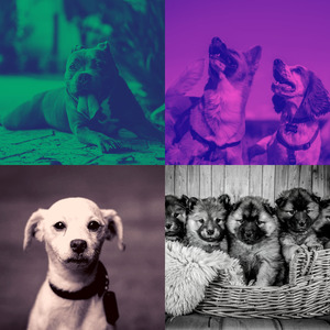 微妙的可爱的狗心情