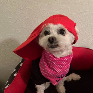 Kleiner Wuschel (Live)