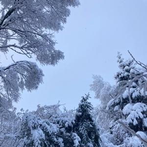 black beatles (remix)