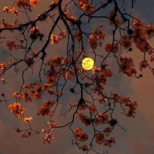 若是月亮还没来 (女生说唱加长版)