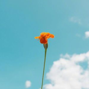 月亮代表我的心