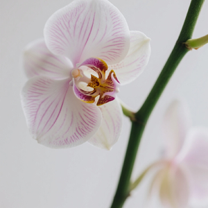 Angin Dan Penjaga Sungai