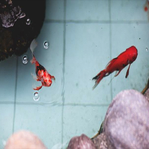 hardrock x untiljapan type beat