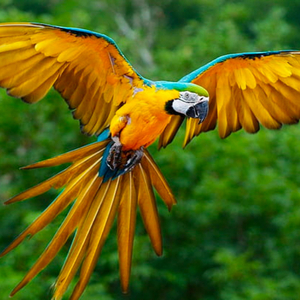 ASMR Ambient Evening Birds Sounds