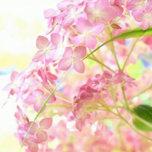 紫陽花アナベルロマンス