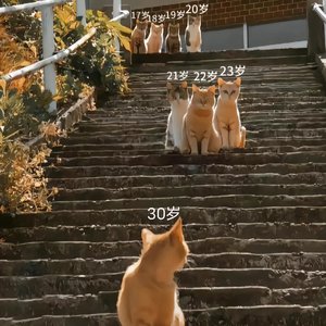 未来的我会谢我没放弃