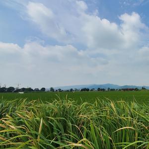 Take my hand-Omar Akram格莱美现场