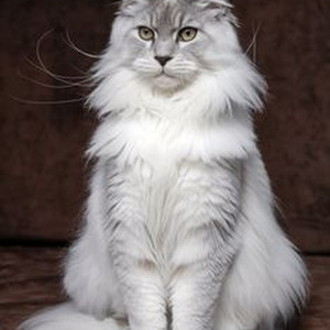 Tennessee Love (sped up)