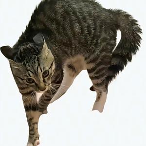 Cat Fight slowed