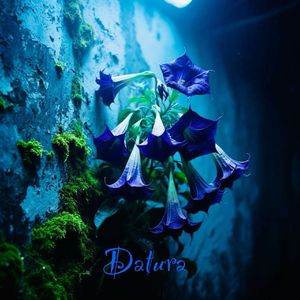 Datura（曼陀罗）