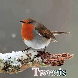 Tweets