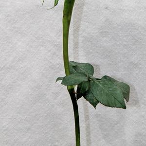 我在无人区摘玫瑰