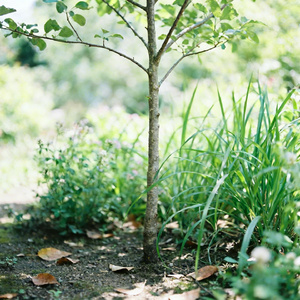 风会替我拥抱你