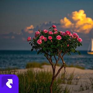 高地热地 (现场)