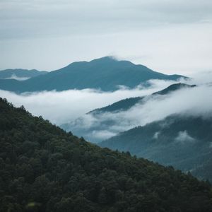 悠然鸟鸣山谷响
