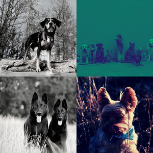 柔和的小狗时刻