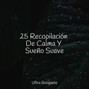 Sin Ruido