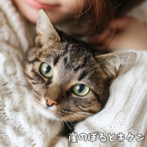 猫の音、コットン