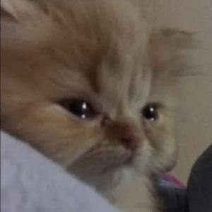 (FREE)你要幸福一辈子 - 国风Ballad 古调Melody Pop Rock Beat