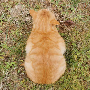 早川秋(prod.ATTBEAT)