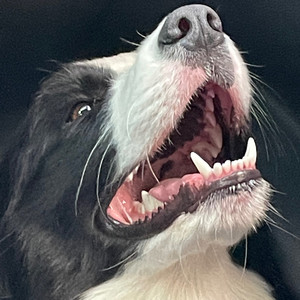 相思不言（翻自 曾文力nick）