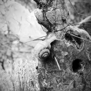 蜗牛的伤2-蜗牛