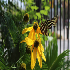 Passepied in e minor, BWV 810