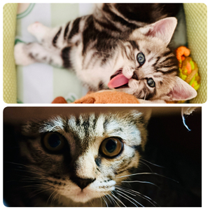 我的猫会讲秘密