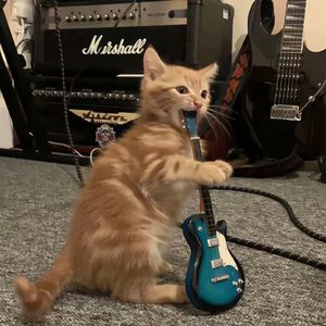 城市盖不住我心跳