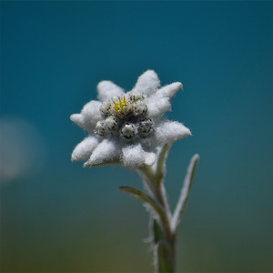 Edelweiss