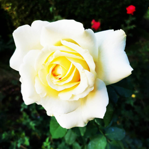 When I Touch The Loner