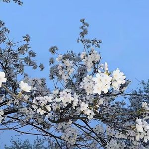 深铭-整曲 伴奏