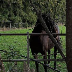 Crazy（多佛拉蒙哥 remix）