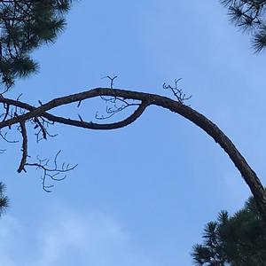 Protractor