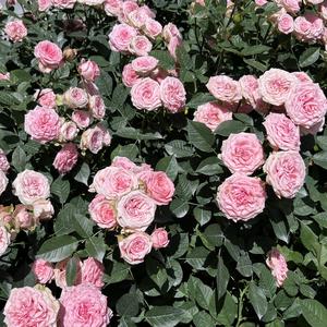 路边(prod.byYUTAKATHXFRESHBOY)