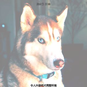 有趣训练犬情怀