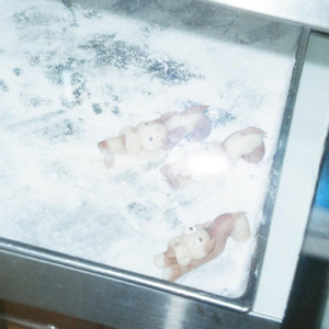 ハクセキレイは飛ばなかった