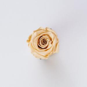 A Certain Kind Of Bomb