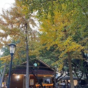 错过花朵的蝴蝶