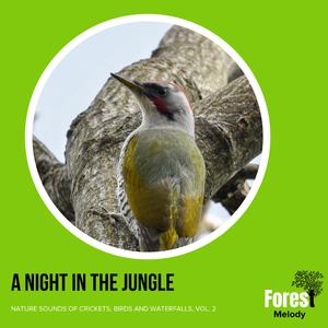 Get Rid of the Blues with Birdsong at Dawn