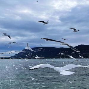 不做情人-何仟仟