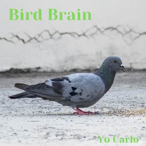Bird Brain