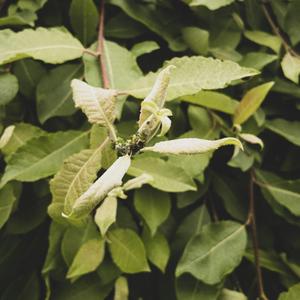 Kroppen bryter vattenlinjen