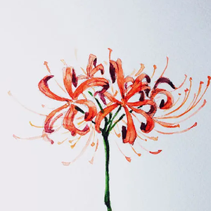 彼岸花