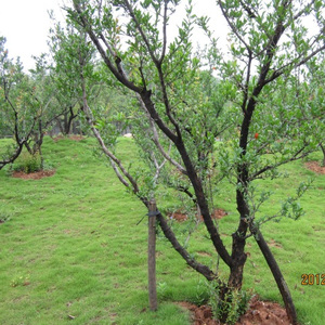 谁能读懂我的眼泪(对唱)