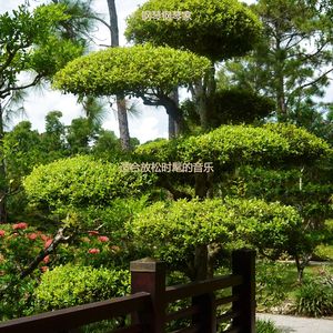 适合按摩伤感的音乐