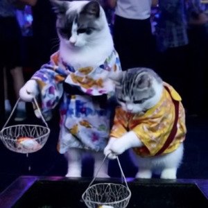 ヨイヨイナイト