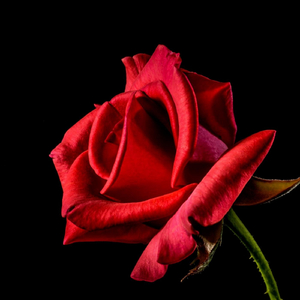 Cavalleria Rusticana: Intermezzo (Arr. for Guitar)