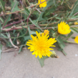 笑嘻嘻和玩游戏（小朋友的快乐之歌）